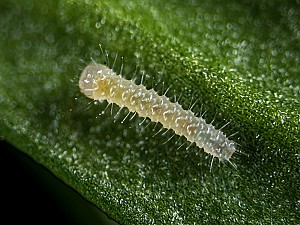 Pieris rapae