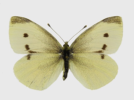 Pieris rapae