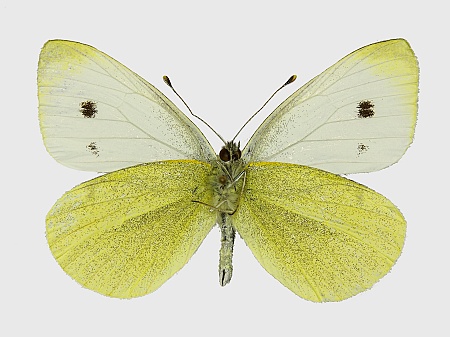 Pieris rapae