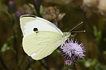 Pieris rapae