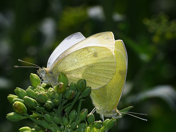 Pieris rapae