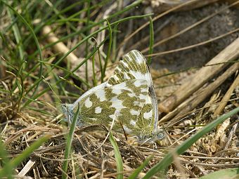 Pontia edusa Kopula