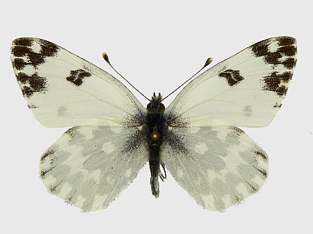Pontia edusa