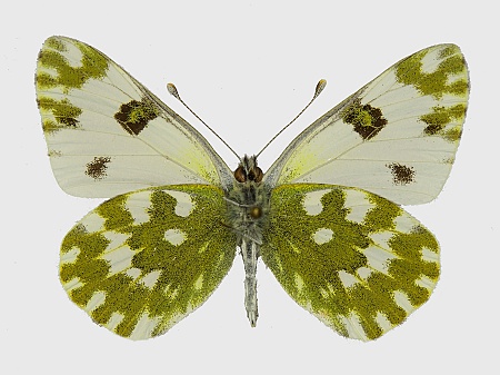 Pontia edusa