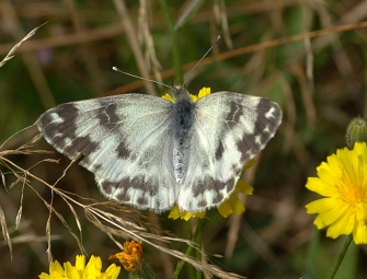 Pontia edusa