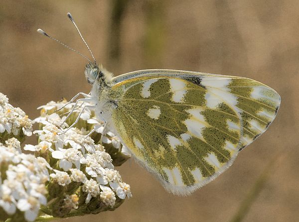 Pontia edusa