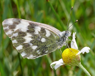 Pontia edusa