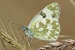 Pontia edusa