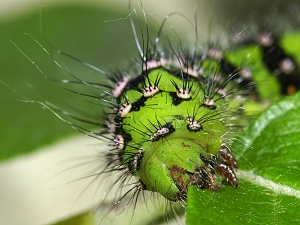 Saturnia pavonia