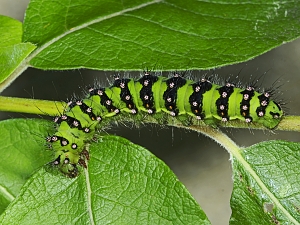 Saturnia pavonia