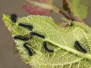 Saturnia pavonia