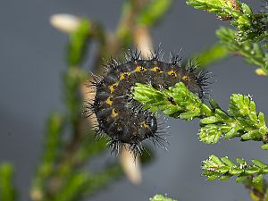 Saturnia pavonia