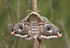 Saturnia pavonia