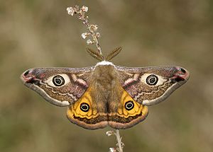 Saturnia pavonia