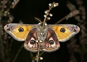 Saturnia pavonia