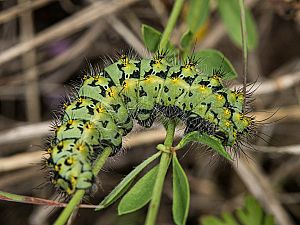 Saturnia pavoniella Istrien Raupe