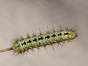 Saturnia pavoniella Istrien Raupe