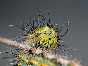 Saturnia pavoniella Istrien Raupe