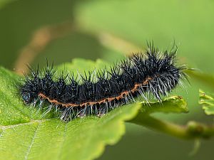 Saturnia pavoniella Istrien Raupe