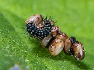 Saturnia pavoniella Raupe