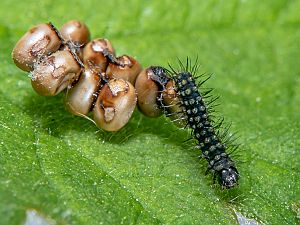 Saturnia pavoniella Raupe