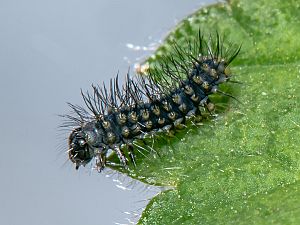 Saturnia pavoniella Raupe