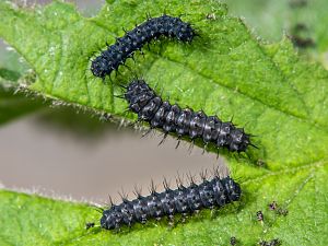 Saturnia pavoniella Raupe