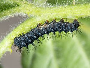 Saturnia pavoniella Raupe