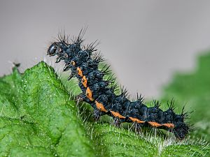 Saturnia pavoniella Raupe