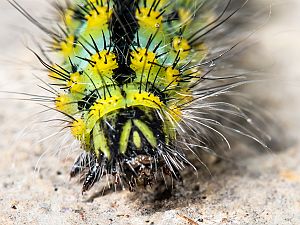 Saturnia pavoniella Raupe