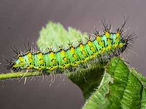 Saturnia pavoniella Raupe