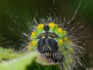 Saturnia pavoniella Raupe