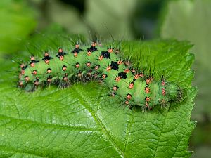 Saturnia pavoniella Raupe