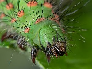 Saturnia pavoniella Raupe