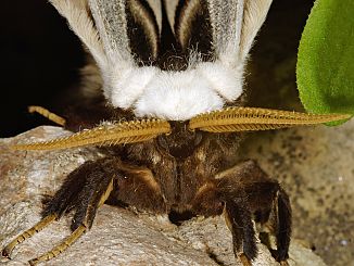 Saturnia pyri