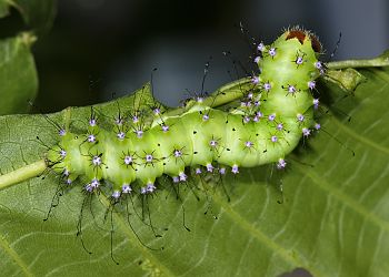 Saturnia pyri