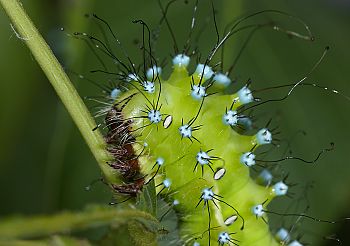 Saturnia pyri