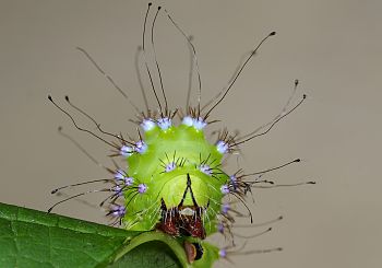 Saturnia pyri