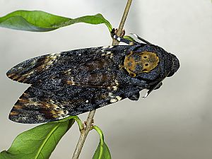 Acherontia atropos