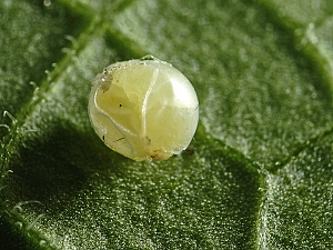 Acherontia atropos Ei