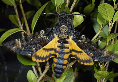 Acherontia atropos