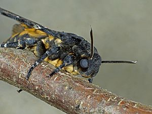 Acherontia atropos