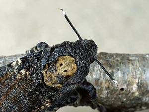 Acherontia atropos