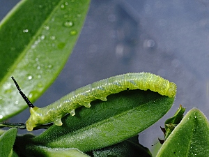 Acherontia atropos Raupe