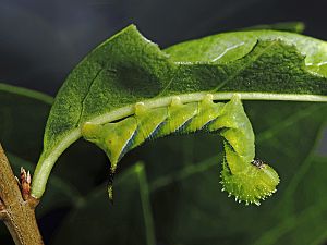 Acherontia atropos Raupe