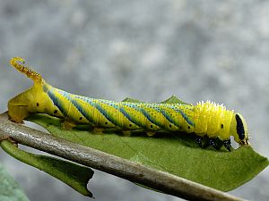 Acherontia atropos