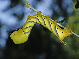 Acherontia atropos Raupe