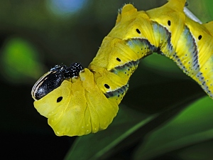 Acherontia atropos