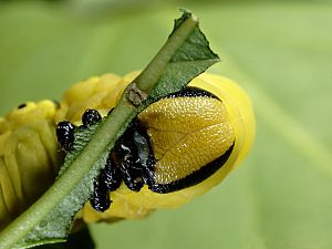 Acherontia atropos Raupe Portrait