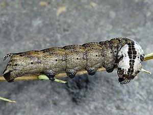 Acherontia atropos braune Raupe